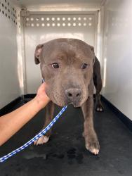 Shelter Stray Male Dog last seen Near BLOCK BL 30TH ST, BAKERSFIELD CA, 201 S Mt Vernon Ave, Bakersfield, CA 93307, USA