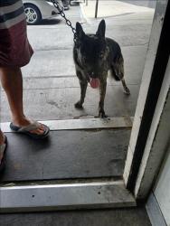 Shelter Stray Unknown Dog last seen , 1850 W 60th St, Los Angeles, CA 90047, USA