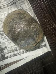 Shelter Stray Unknown Other last seen , 1850 W 60th St, Los Angeles, CA 90047, USA
