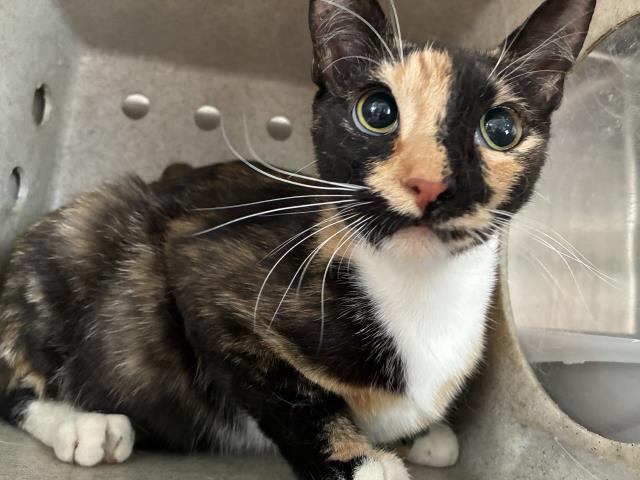 Shelter Stray Female Cat last seen Near BLOCK CHEROKEE RD, 227 N D St, Perris, CA 92570, USA