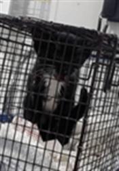 Shelter Stray Male Cat last seen JERROLD/, 1419 Bryant St, San Francisco, CA 94103, USA