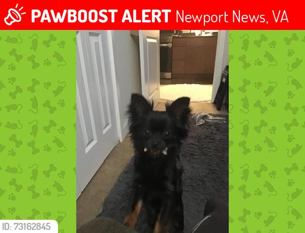 Lost Male Dog last seen Denbigh ,,Jefferson, Newport News, VA 23608