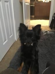 Lost Male Dog last seen Denbigh ,,Jefferson, Newport News, VA 23608