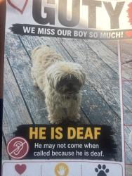 Lost Male Dog last seen Diamond C stables ranch, Boerne, TX 78006