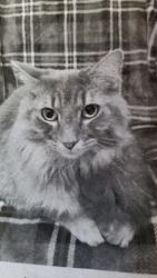 Lost Male Cat last seen Ford Rd Medical Clinic., Pitt Meadows, BC V3Y 2P1