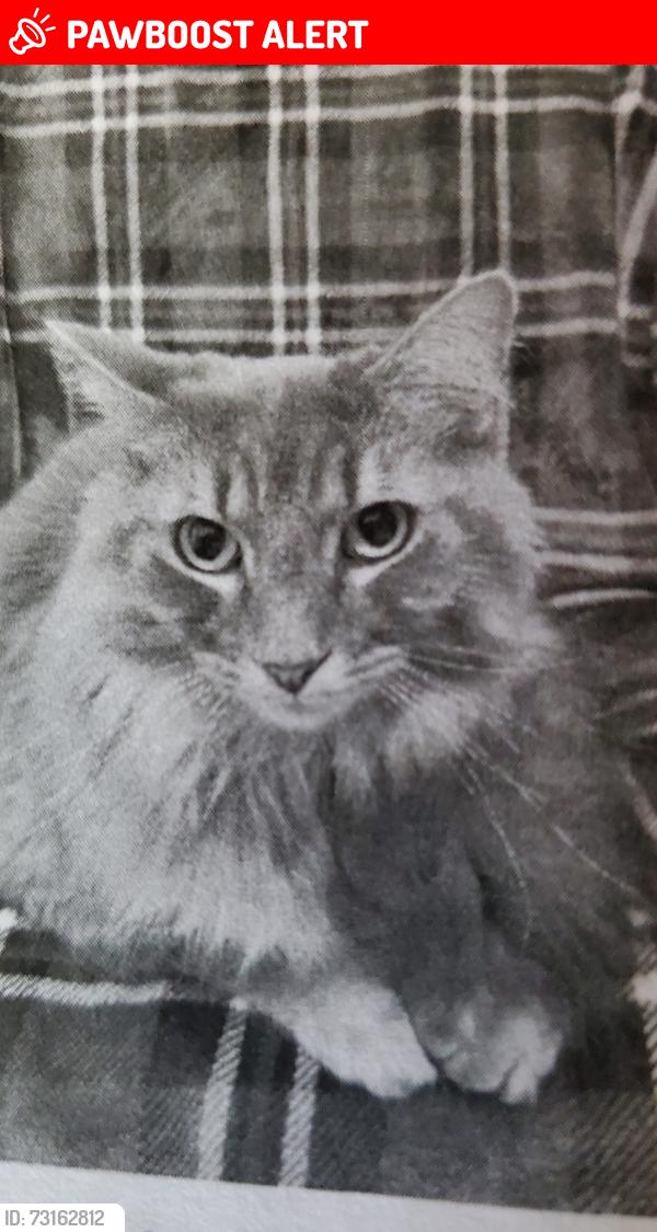 Lost Male Cat last seen Ford Rd Medical Clinic., Pitt Meadows, BC V3Y 2P1