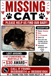 Lost Male Cat last seen Near Stonehenge Dr Maryville Tennesse, Maryville, TN 37803