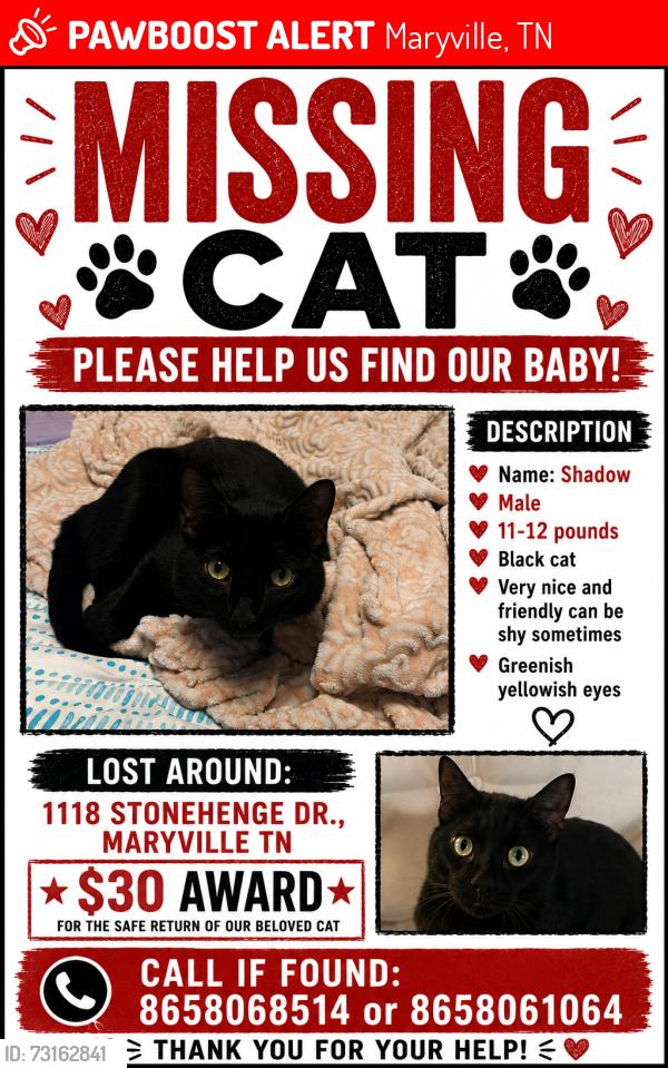 Lost Male Cat last seen Near Stonehenge Dr Maryville Tennesse, Maryville, TN 37803
