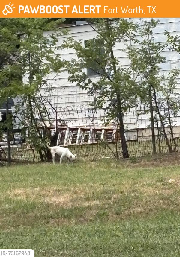 Found/Stray Unknown Dog last seen Lancaster and meadowbrook, Fort Worth, TX 76112