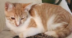 Lost Male Cat last seen Via La Mesa, Laguna Woods, CA 92637