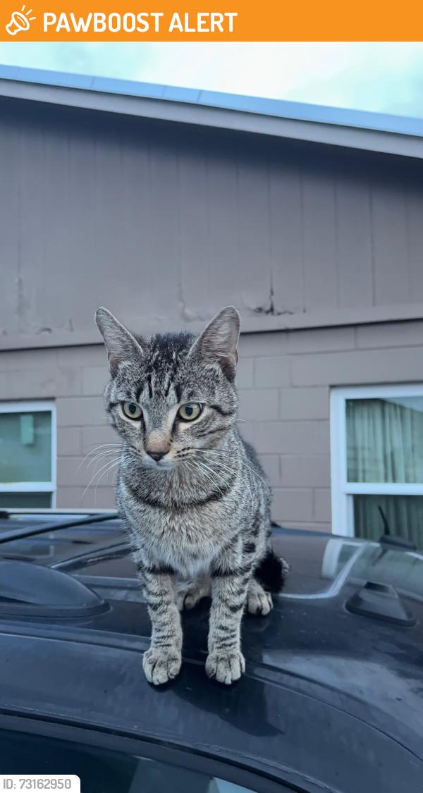 Found/Stray Male Cat last seen Near boggy creek Elementary school, Buena Ventura Lakes, FL 34743