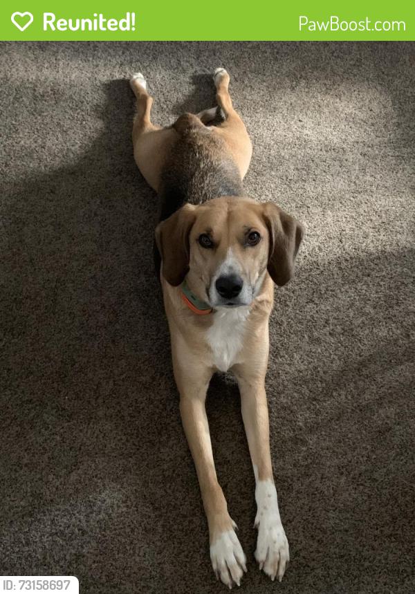 Reunited Male Dog last seen Elgin st N and avenue St, cambridge, Cambridge, ON N1R 6A1