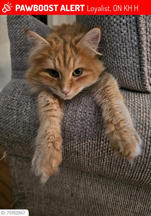 Lost Male Cat last seen McConnell road and County road 20, Loyalist, ON K0H 2H0