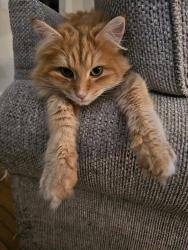 Lost Male Cat last seen McConnell road and County road 20, Loyalist, ON K0H 2H0