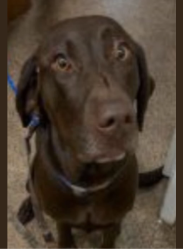 Reunited Female Dog last seen Near Connie Court (Next to LDS Church), Loomis, CA 95650