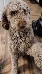 Lost Female Dog last seen Commander and Brayton, Arlington, TN 38002
