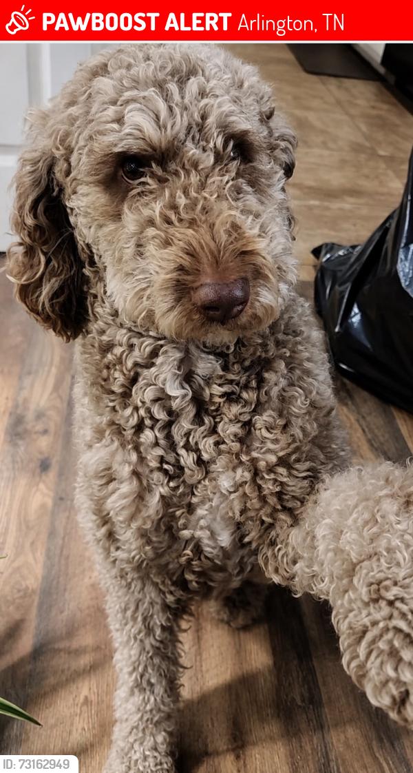 Lost Female Dog last seen Commander and Brayton, Arlington, TN 38002