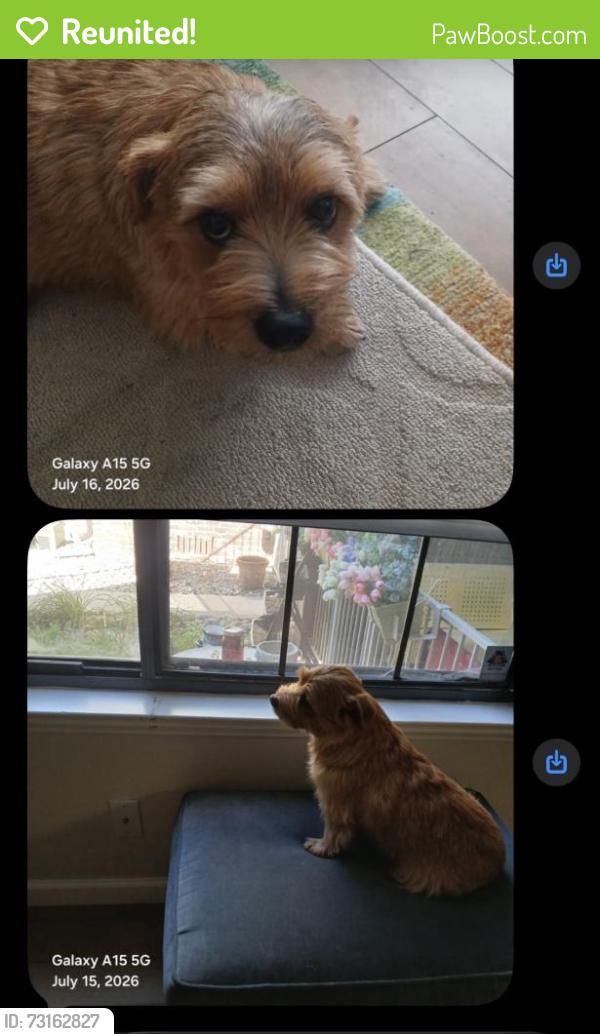 Reunited Male Dog last seen Belmar, Lakewood, CO 80226, USA, Lakewood, CO 80226