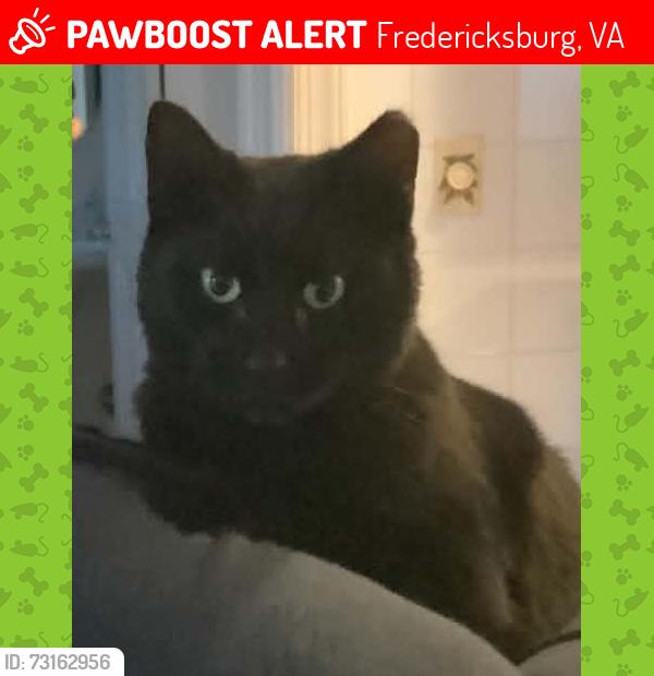 Lost Male Cat last seen Mine Road, Fredericksburg, VA 22408
