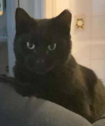 Lost Male Cat last seen Mine Road, Fredericksburg, VA 22408