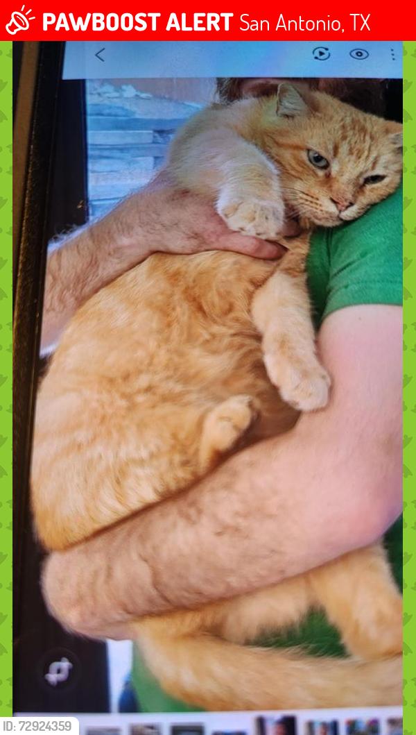 Lost Male Cat last seen Farlin Park, Albeon Park, and Redbush Park, San Antonio, TX 78249