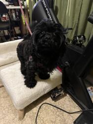 Lost Female Dog last seen Cermak, Chicago, IL 60623