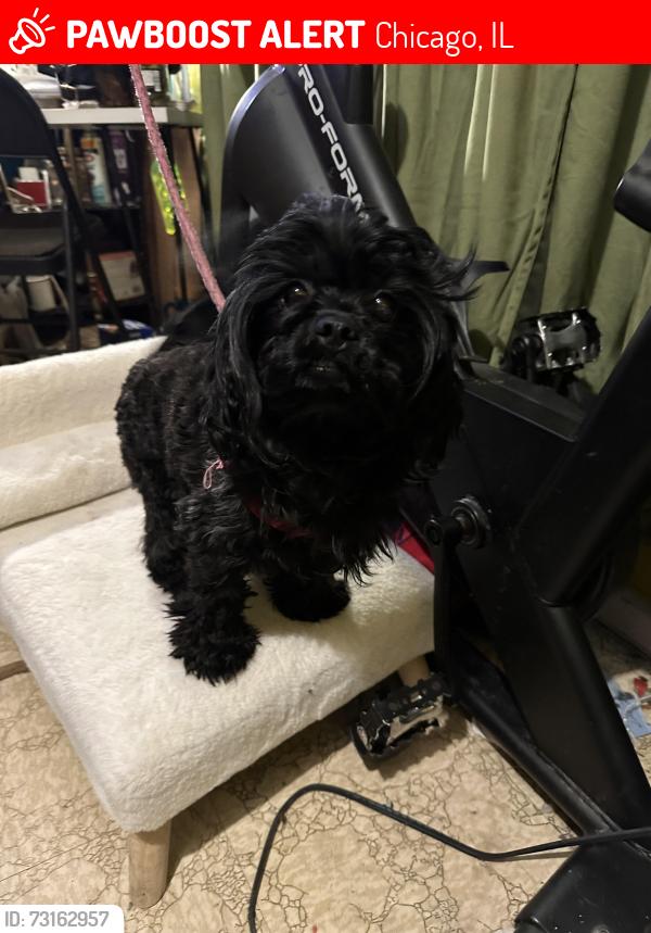 Lost Female Dog last seen Cermak, Chicago, IL 60623