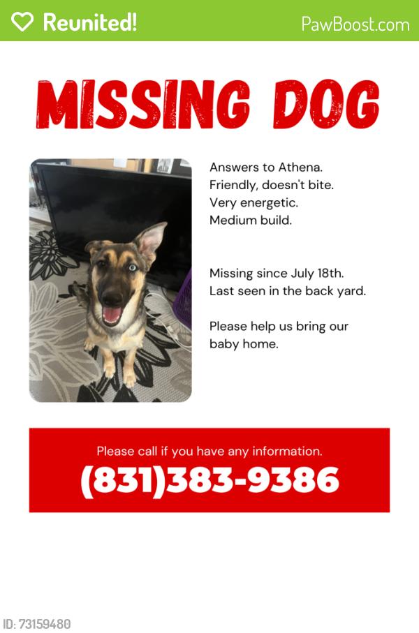 Reunited Female Dog last seen Flamingo and pecos, Las Vegas, NV 89121