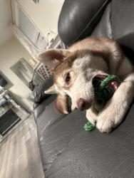 Reunited Male Dog last seen Hunters trace, Jeffersonville, IN 47130