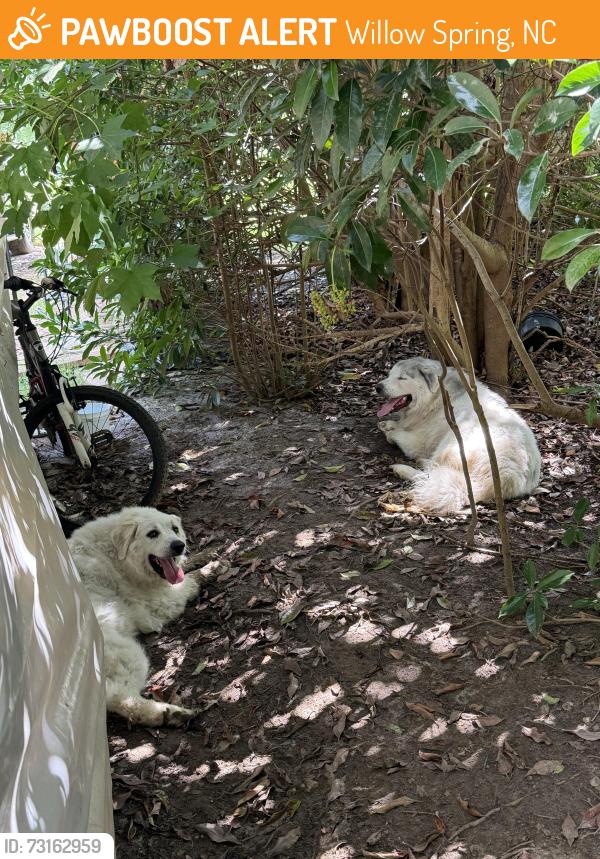 Found/Stray Unknown Dog last seen Pecan tree st willow spring, Willow Spring, NC 27592