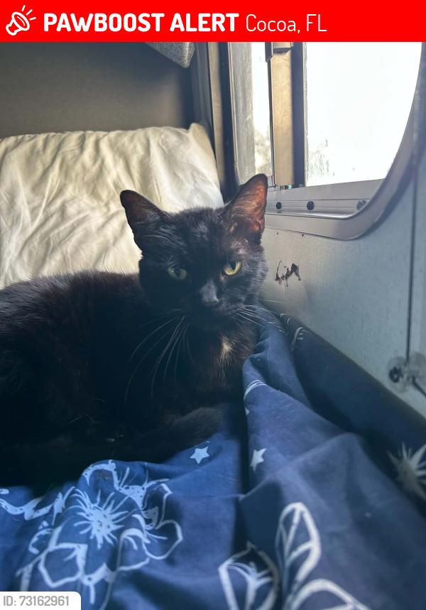 Lost Female Cat last seen Mustang ln and pluckebaum rd, Cocoa, FL 32926