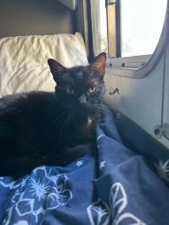 Lost Female Cat last seen Mustang ln and pluckebaum rd, Cocoa, FL 32926