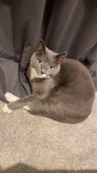 Lost Male Cat last seen Outside356 Hale End Road, Greater London, England E4 9PT