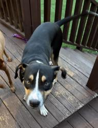 Found/Stray Male Dog last seen Georgetown, Tn, Georgetown, TN 37336
