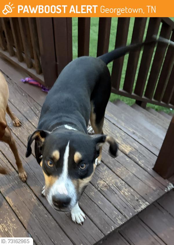 Found/Stray Male Dog last seen Georgetown, Tn, Georgetown, TN 37336
