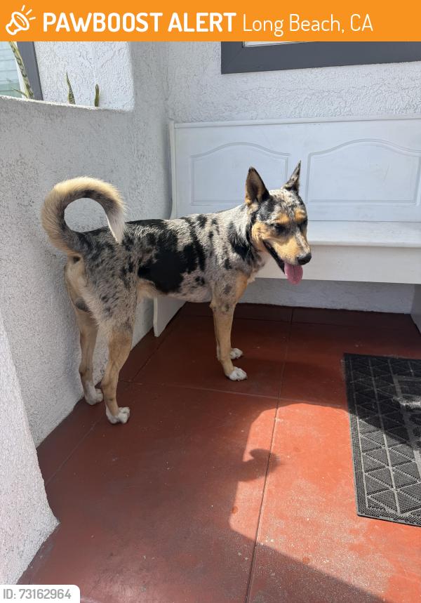 Found/Stray Male Dog last seen PCH and Cherry, Long Beach, CA 90804