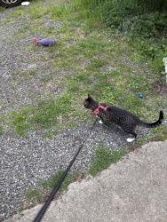 Lost Female Cat last seen N castle way and castle drive, Lynnwood, WA 98036