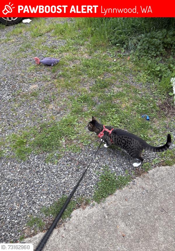 Lost Female Cat last seen N castle way and castle drive, Lynnwood, WA 98036
