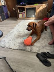 Lost Male Dog last seen Sharon dr and Long st, Jeffersonville, IN 47130