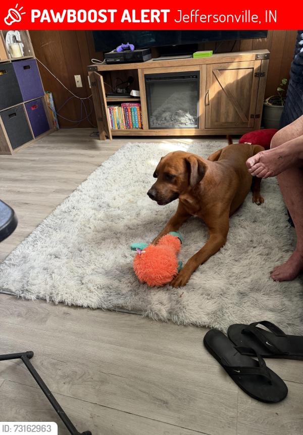 Lost Male Dog last seen Sharon dr and Long st, Jeffersonville, IN 47130