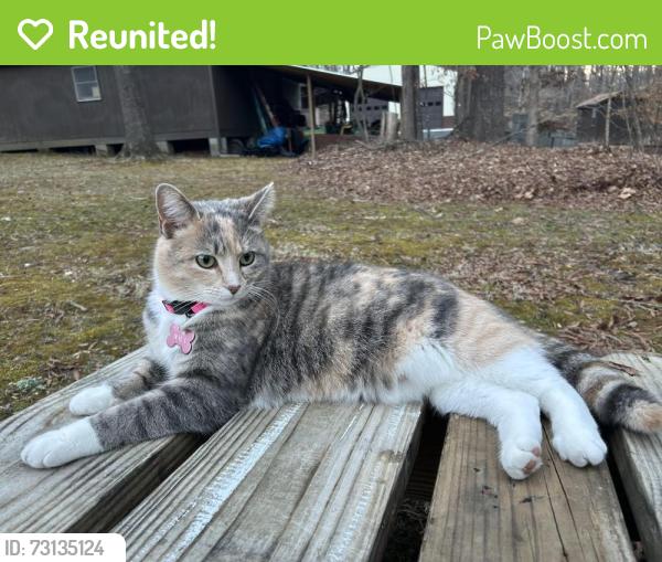 Reunited Female Cat last seen Vance St Ext, Reidsville, NC 27320