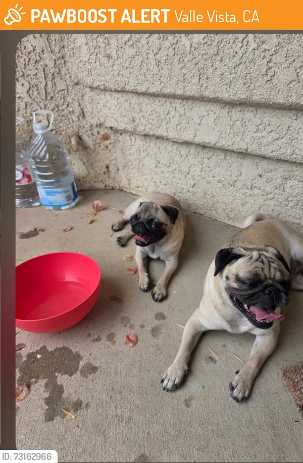 Found/Stray Unknown Dog last seen Chicago ave East Hemet, Valle Vista, CA 92544