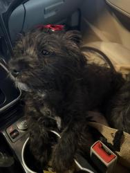 Lost Female Dog last seen Hampden heights park, Denver, CO 80231