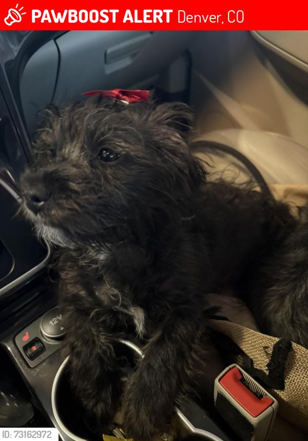 Lost Female Dog last seen Hampden heights park, Denver, CO 80231