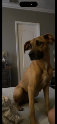 Lost Female Dog last seen Poinsettia Ave/Spring Lake Rd, Fruitland Park, FL 34731