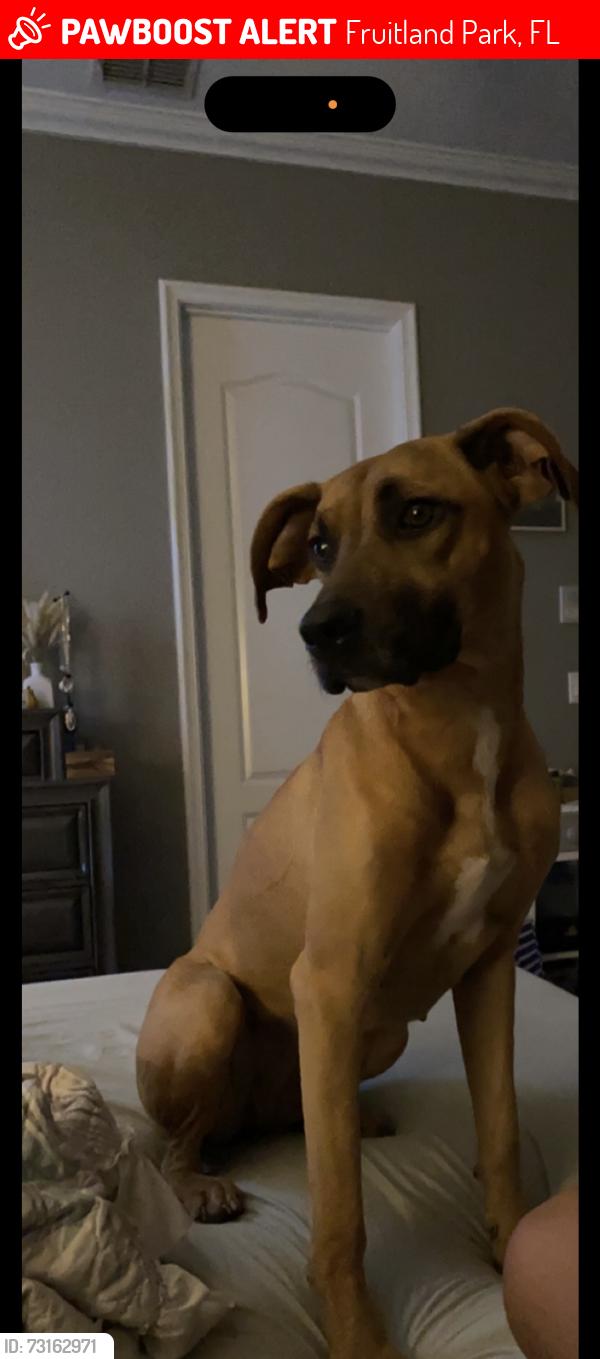 Lost Female Dog last seen Poinsettia Ave/Spring Lake Rd, Fruitland Park, FL 34731