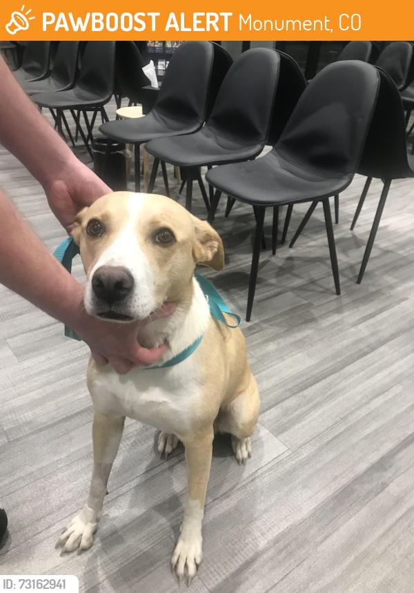 Found/Stray Female Dog last seen Old Denver Road and 2nd Street near Bethesda Gardens Monument, Monument, CO 80132
