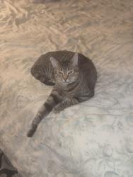 Lost Male Cat last seen 8th and 83rd nw, Seattle, WA 98117