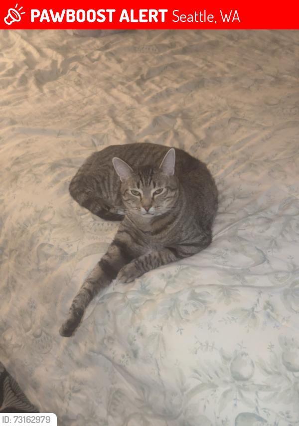 Lost Male Cat last seen 8th and 83rd nw, Seattle, WA 98117