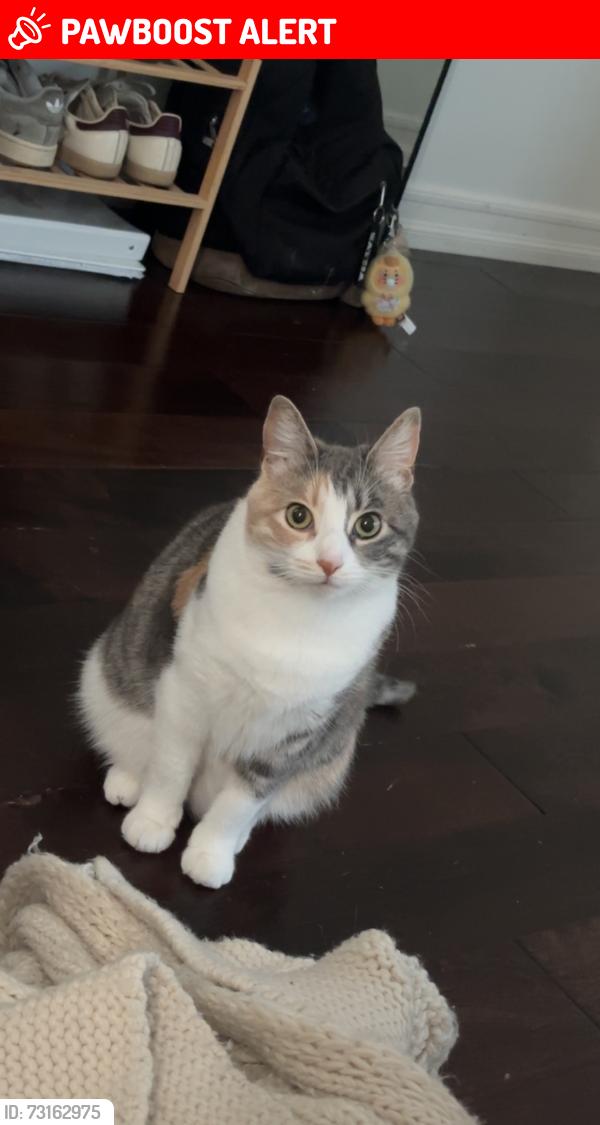 Lost Female Cat last seen Palos verdes dr east, Rancho Palos Verdes, CA 90275